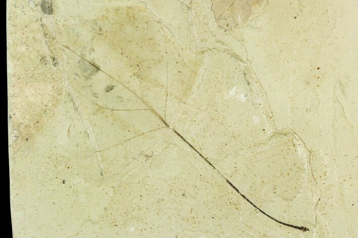 Fossil Leaf (Populus)- Green River Formation, Utah #111421